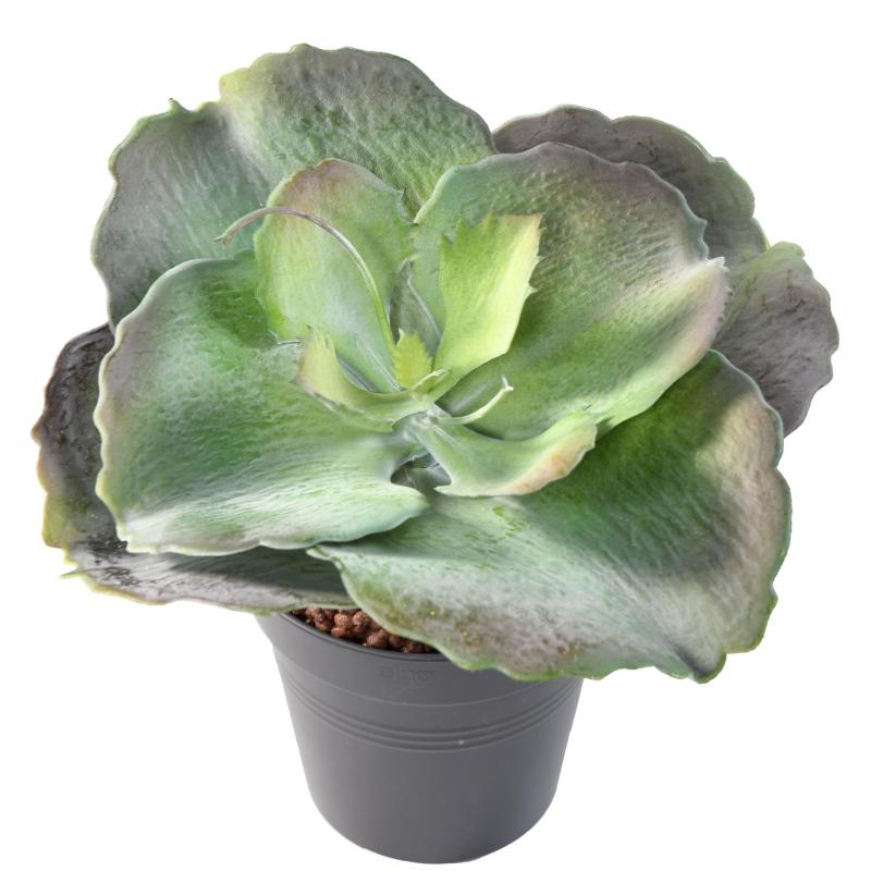 Succulente Artificielle Ronde 24