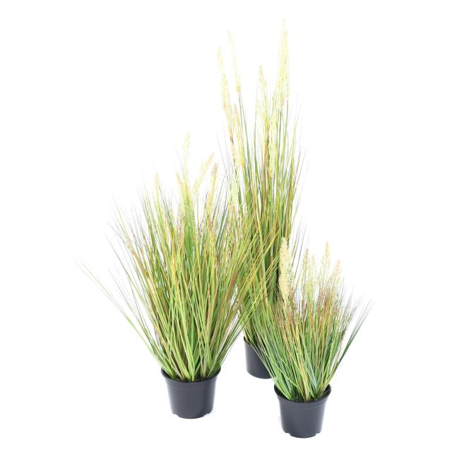 Onion Artificiel Grass Graine