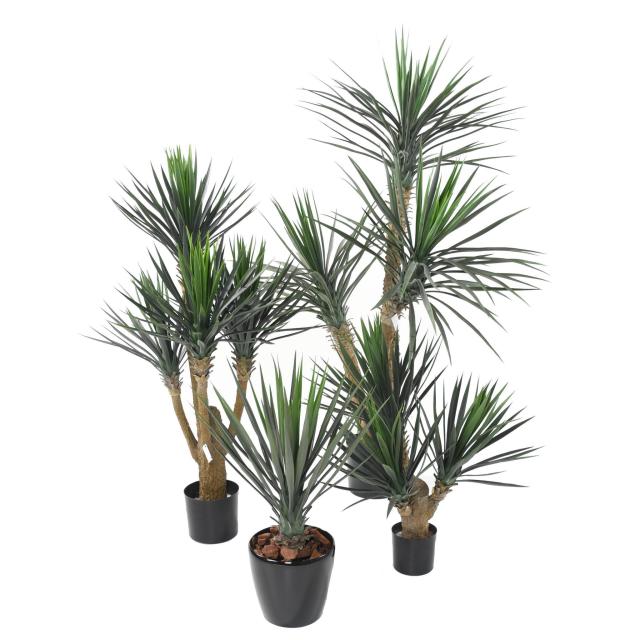 Yucca Artificiel Rostrata