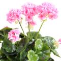 Geranium Artificiel *52