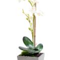 Phalaenopsis Artificielle Pot