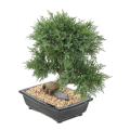 Bonsai Juniperus Artificiel