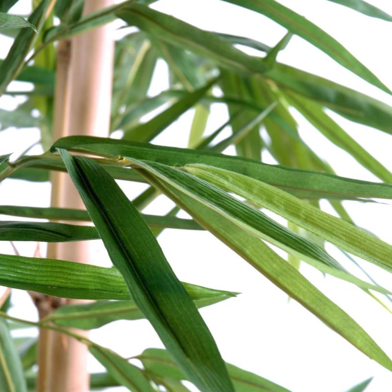 Bambou Feuilles Larges