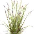 Acorus Artificiel Fleuri Pot