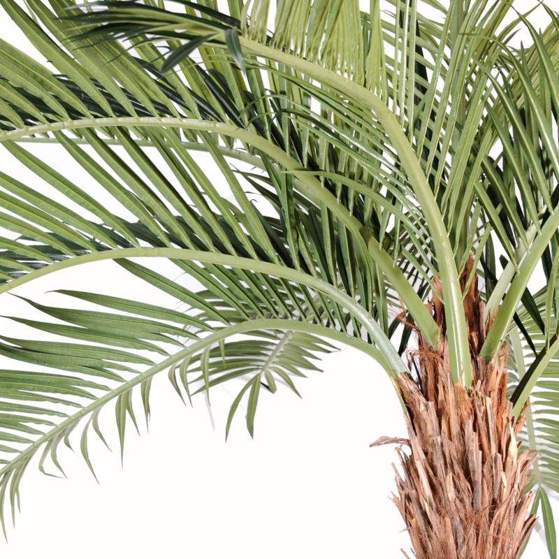 Coconut Artificiel Courbe NEW
