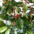 Caféier Artificiel Fleurs Troncs Noueux