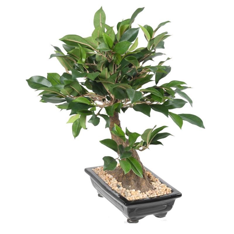 Bonsai Ficus Artificiel en Coupe