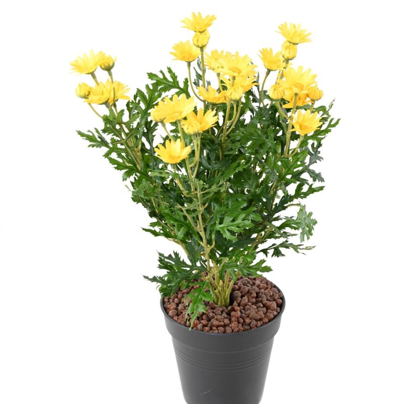 Marguerite Artificielle Anthemis *120*30