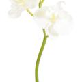 Phalaenopsis Artificielle Mini Orchid