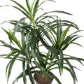 Dracaena Artificiel Anita Pot