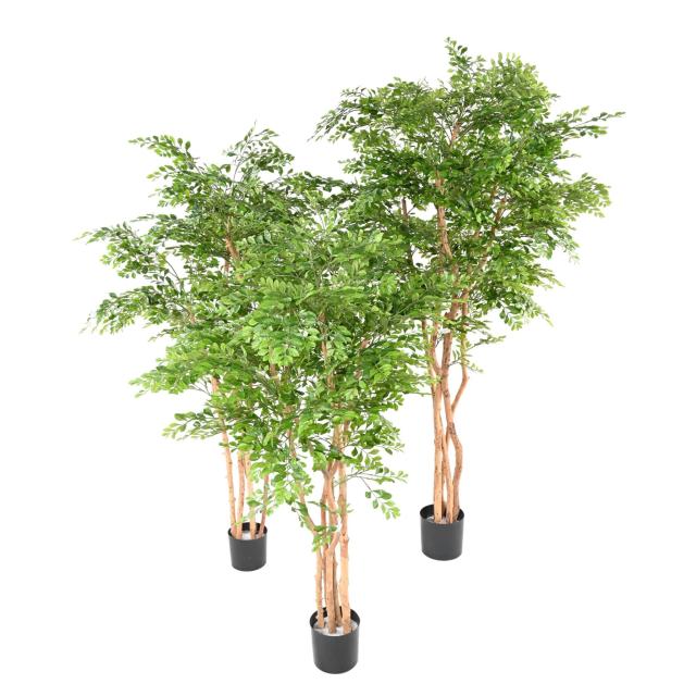 Acacia Artificiel