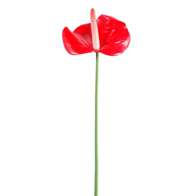 Anthurium Artificiel Mini