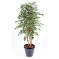 Ficus Artificiel Exotica