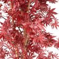 Aralia Artificiel NEW (érable)