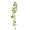 Vigne Artificielle Branche