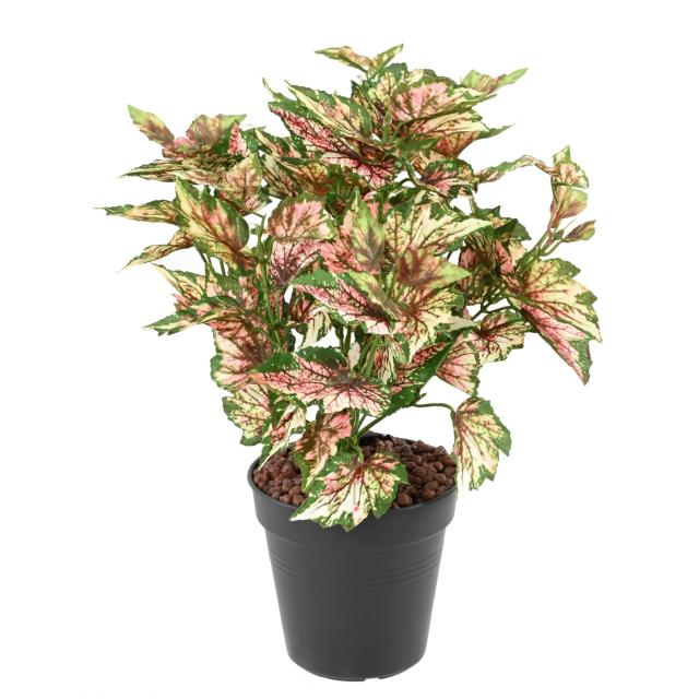 Begonia Artificiel Rex