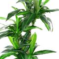 Dracaena Artificiel Fragrans 135 (sur Troncs)