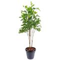 Palissandre Artificielle Plastique
