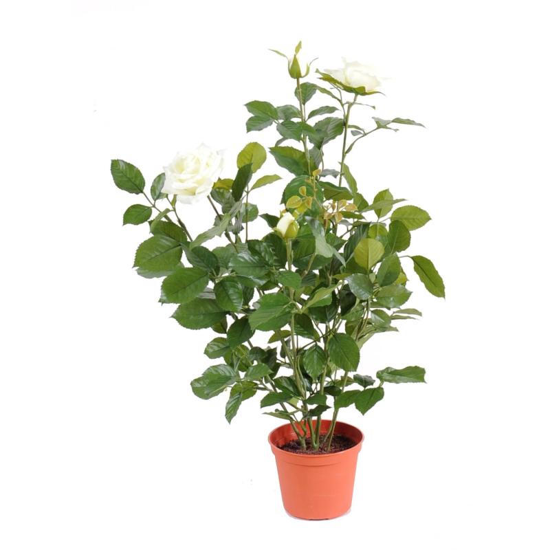 Rosier Artificiel Royal