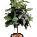 Ficus Artificiel Elastica (rubber Plant Tree)