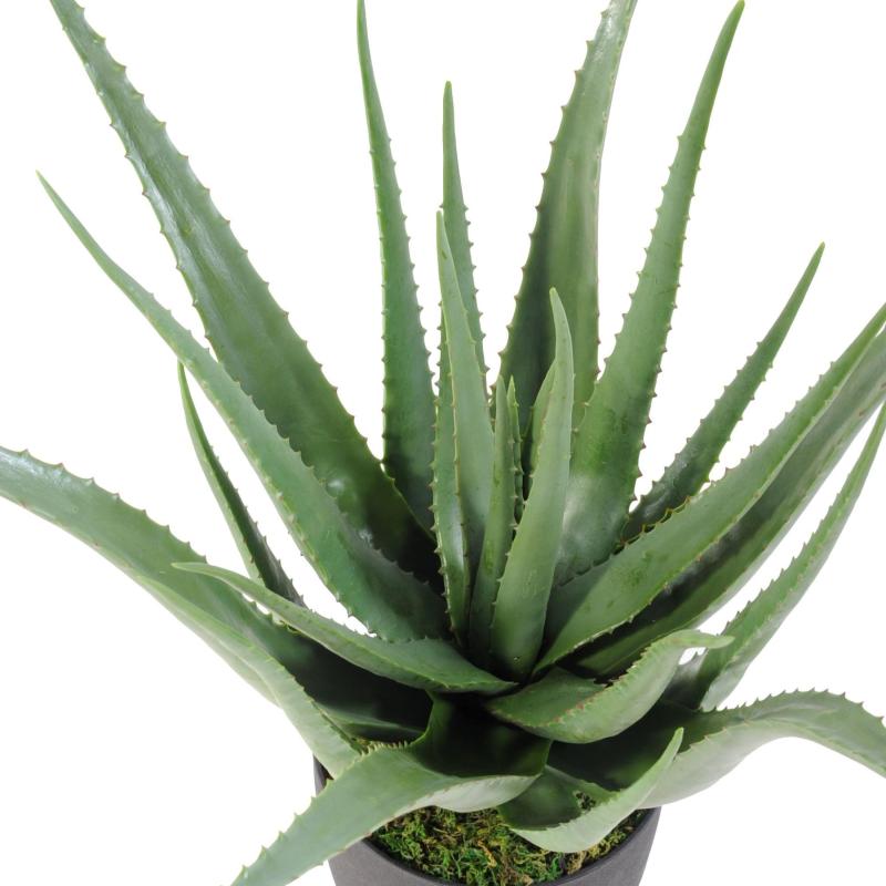 Aloe Artificielle