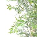 Bambou Japanese PLAST UV