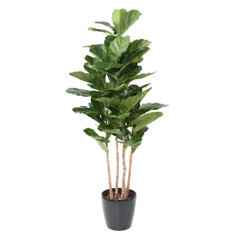 Lyrata Artificiel Multi GF