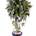 Croton Artificiel