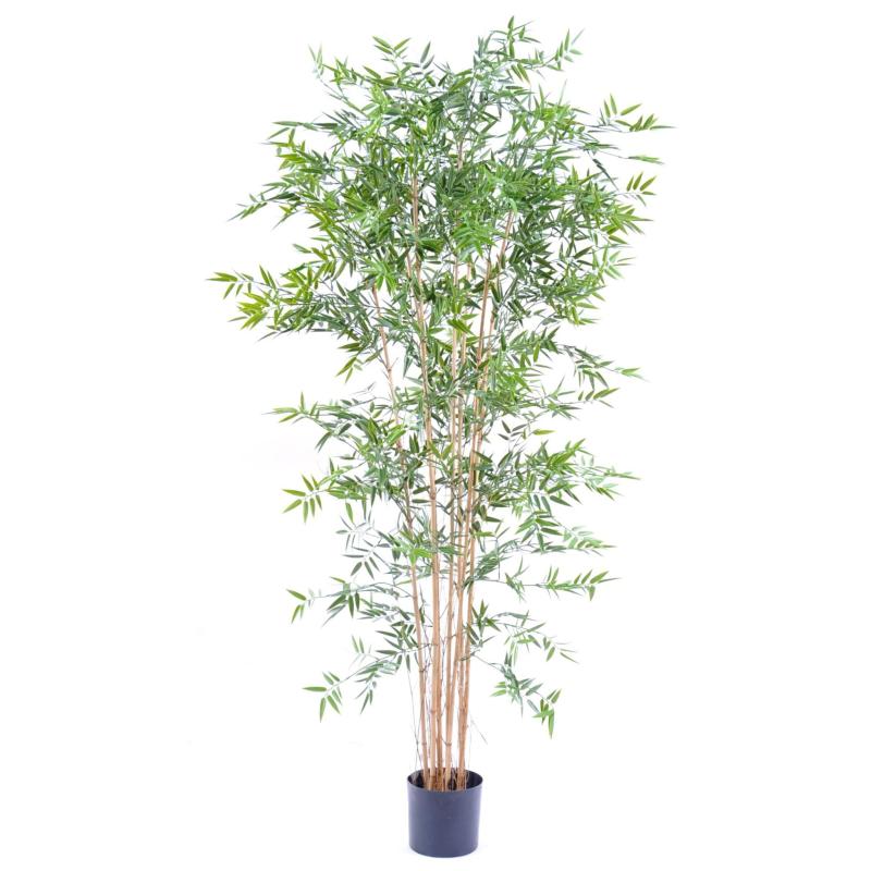 Bambou Japanese PLAST UV