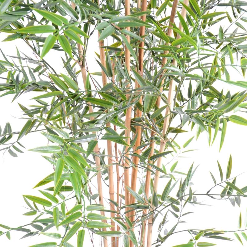 Bambou Japanese PLAST UV
