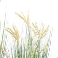 Papyrus Artificiel Scirpus Validus