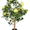 Rosier Artificiel Royal