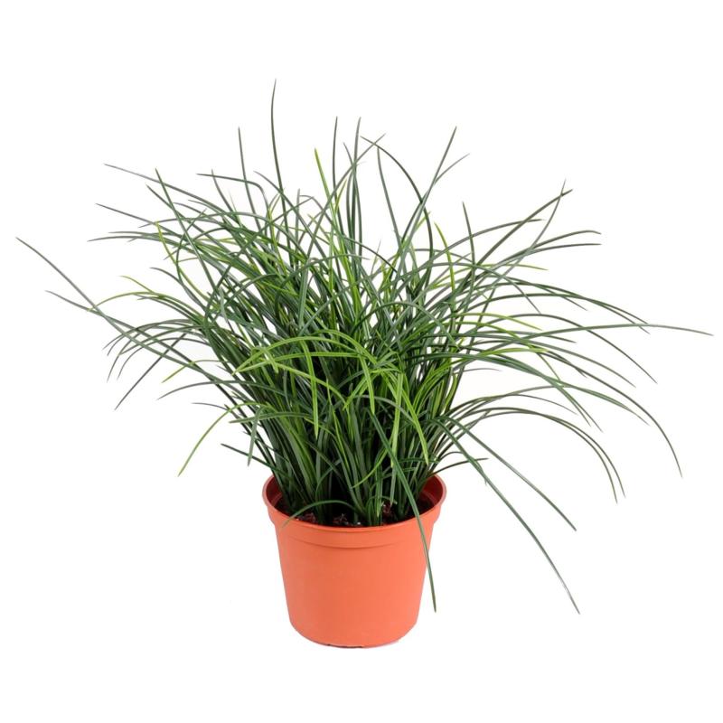 Herbe Artificielle Fine Pot