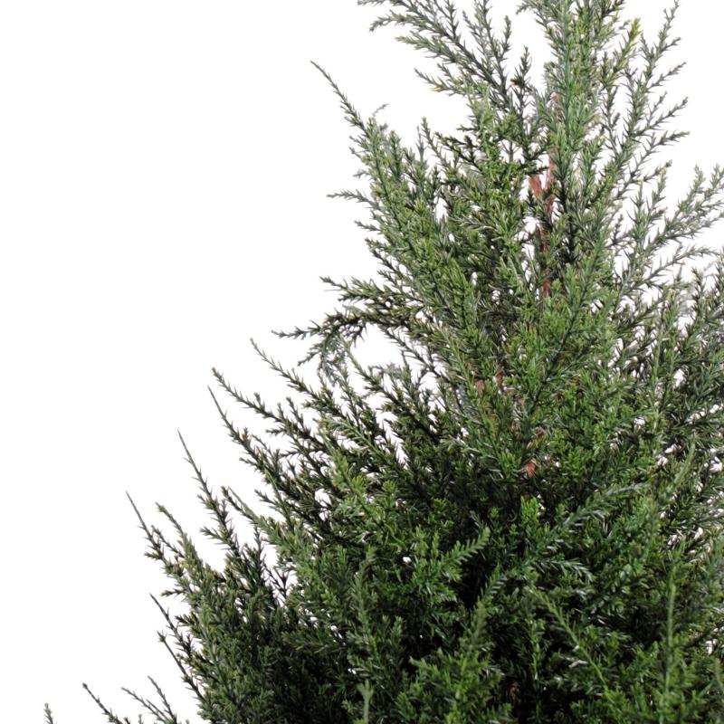 Cypres Artificiel Juniperus