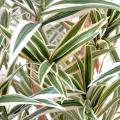 Dracaena Artificiel Reflexa