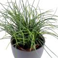 Herbe Artificielle Fine Pot