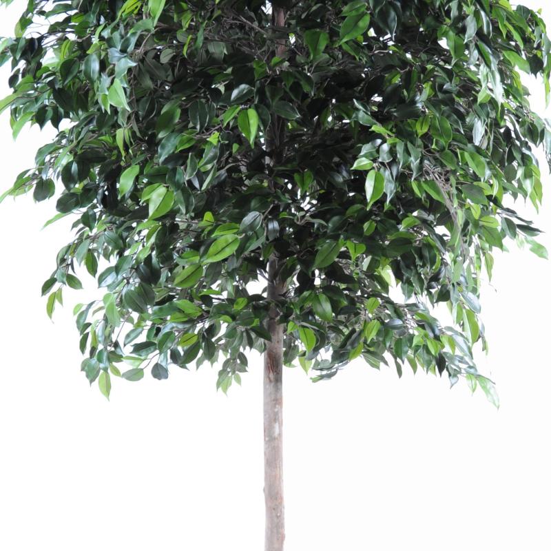 Ficus Artificiel Natasja TREE