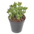 Succulente Artificielle 13