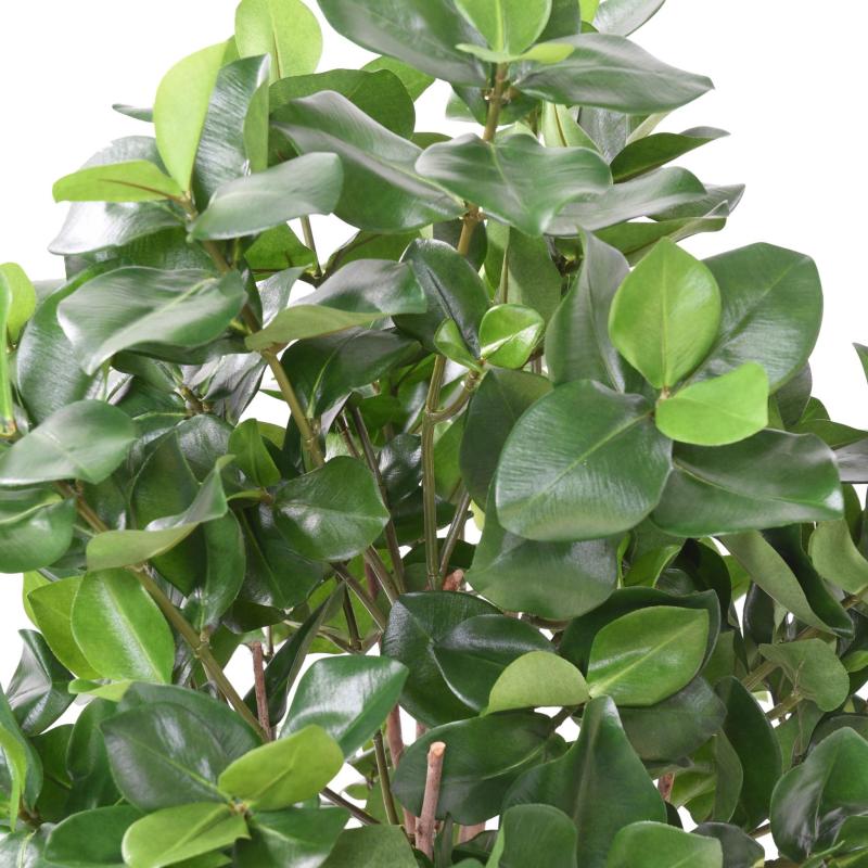 Clusia Artificiel Buisson