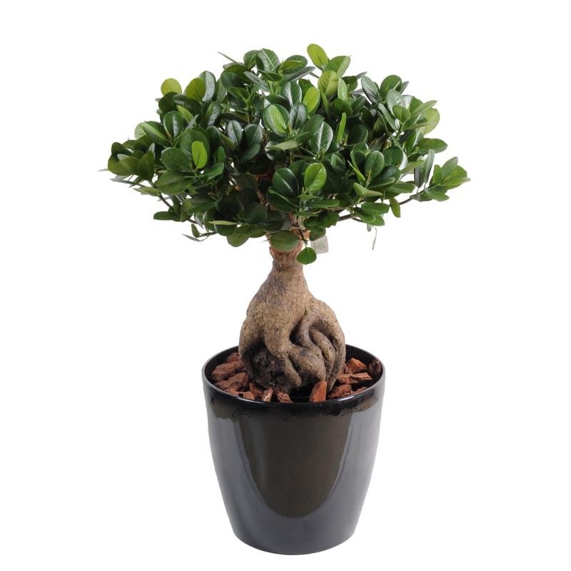 Ficus Artificiel Panda Ginseng