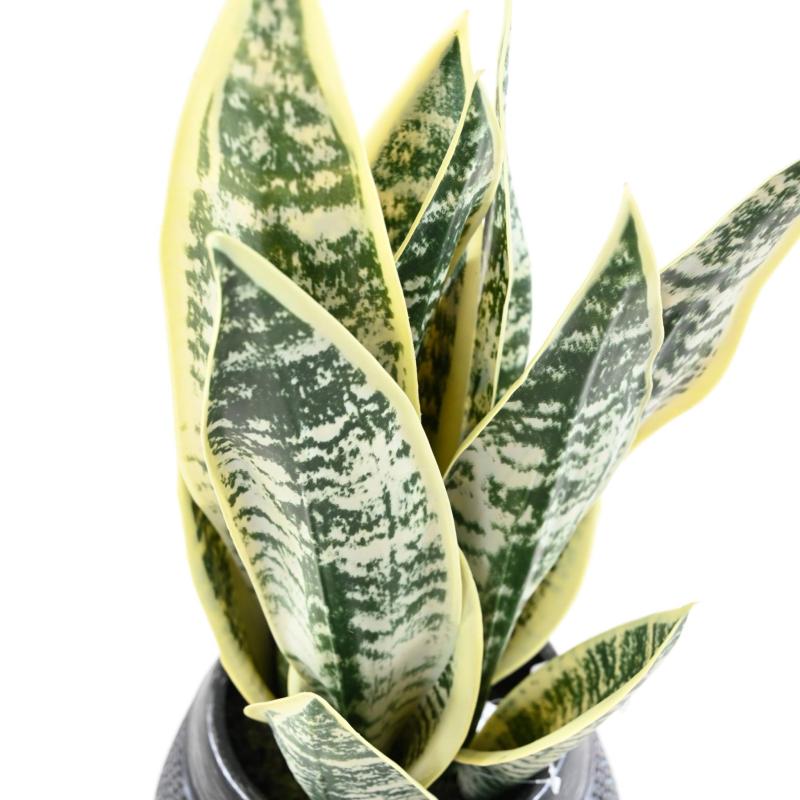 Sansevieria Artificiel 49