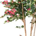 Bougainvillée Artificiel Root