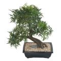 Bonsai Artificiel Aralia en Coupe