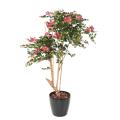Bougainvillée Artificiel Root