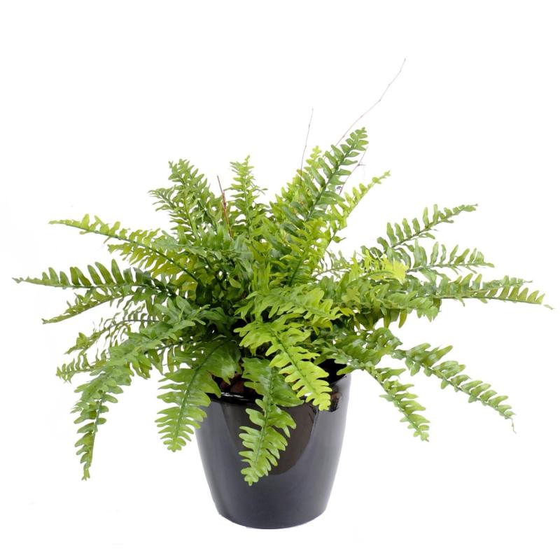 Fougere Artificielle Boston *42 en Pot
