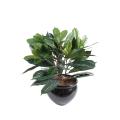 Cyathistipula Artificiel Pot
