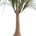 Beaucarnea Artificiel