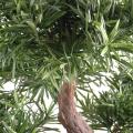 Bonsai Artificiel Podocarpus en Coupe