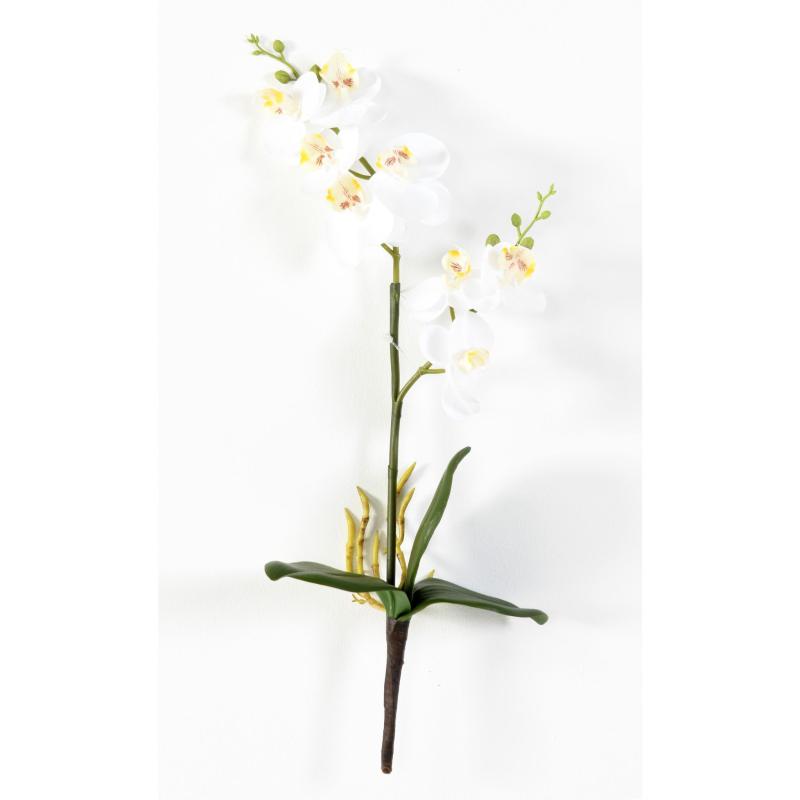 Phalaenopsis Artificielle Double