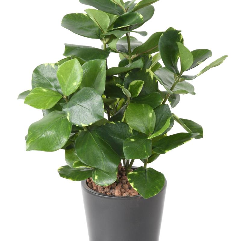 Clusia Artificiel 45